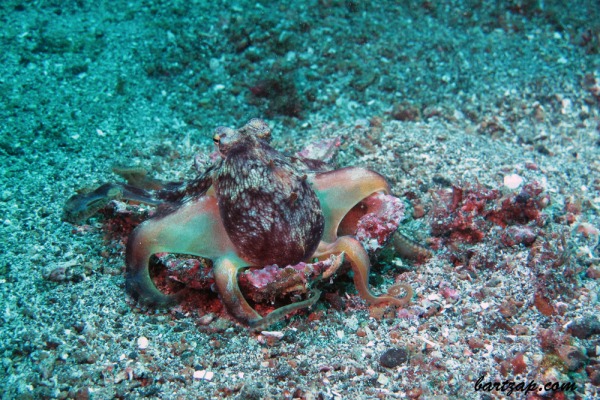 Coconut-Octopus