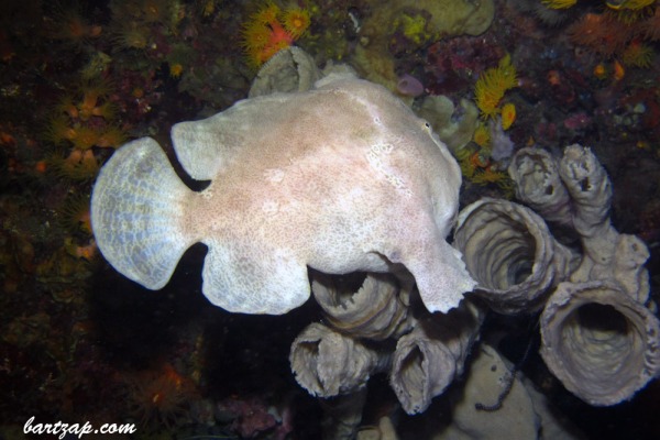 Frogfish-(Antennarius commerson)