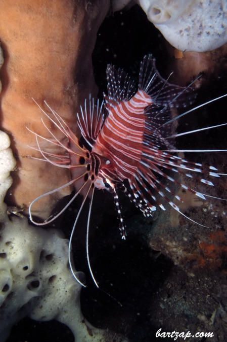 Red-Lionfish