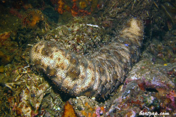 Sea-Cucumber-(Holothuroidea)